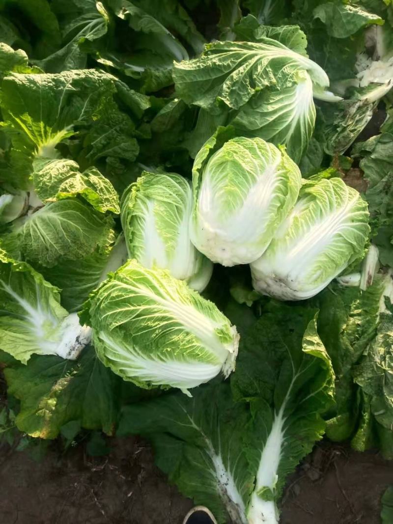 东北黄心大白菜，适合走市场菜，酸菜厂，泡菜厂价格不贵