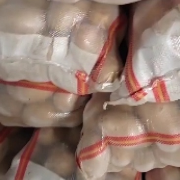 精品荷兰十五土豆大量出库需要的老板请在一亩田上与我联系