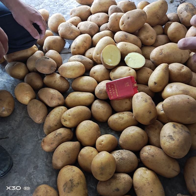 精品荷兰十五土豆大量出库需要的老板请在一亩田上与我联系