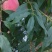 双节红上市中
