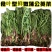 蒲公英新鲜现挖1/4整棵带根新鲜婆婆丁野菜黄花苗鲜黄花地