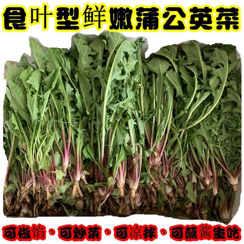 蒲公英新鲜现挖1/4整棵带根新鲜婆婆丁野菜黄花苗鲜黄花地