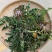 蒲公英新鲜现挖1/4整棵带根新鲜婆婆丁野菜黄花苗鲜黄花地