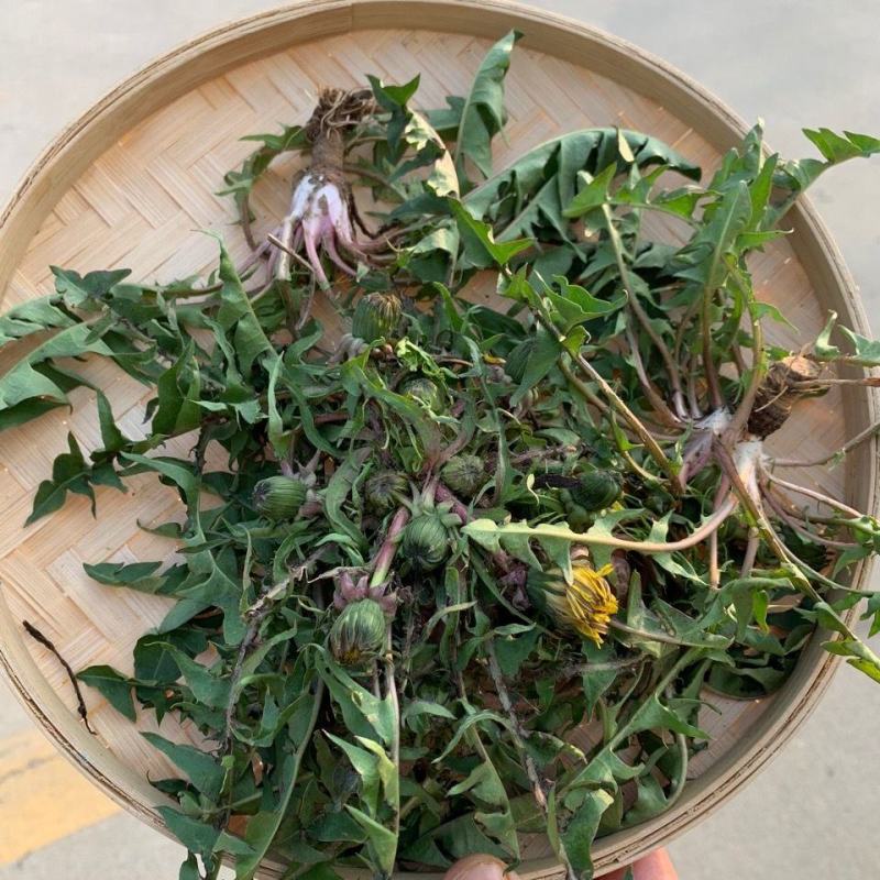 蒲公英新鲜现挖1/4整棵带根新鲜婆婆丁野菜黄花苗鲜黄花地
