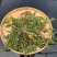 蒲公英新鲜现挖1/4整棵带根新鲜婆婆丁野菜黄花苗鲜黄花地