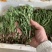 蒲公英新鲜现挖1/4整棵带根新鲜婆婆丁野菜黄花苗鲜黄花地