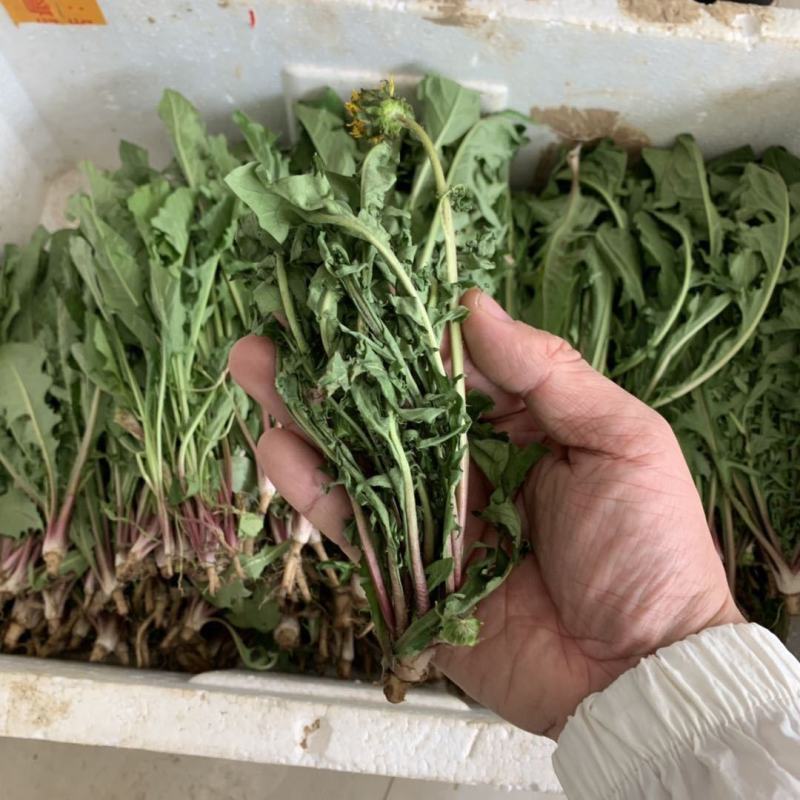 蒲公英新鲜现挖1/4整棵带根新鲜婆婆丁野菜黄花苗鲜黄花地