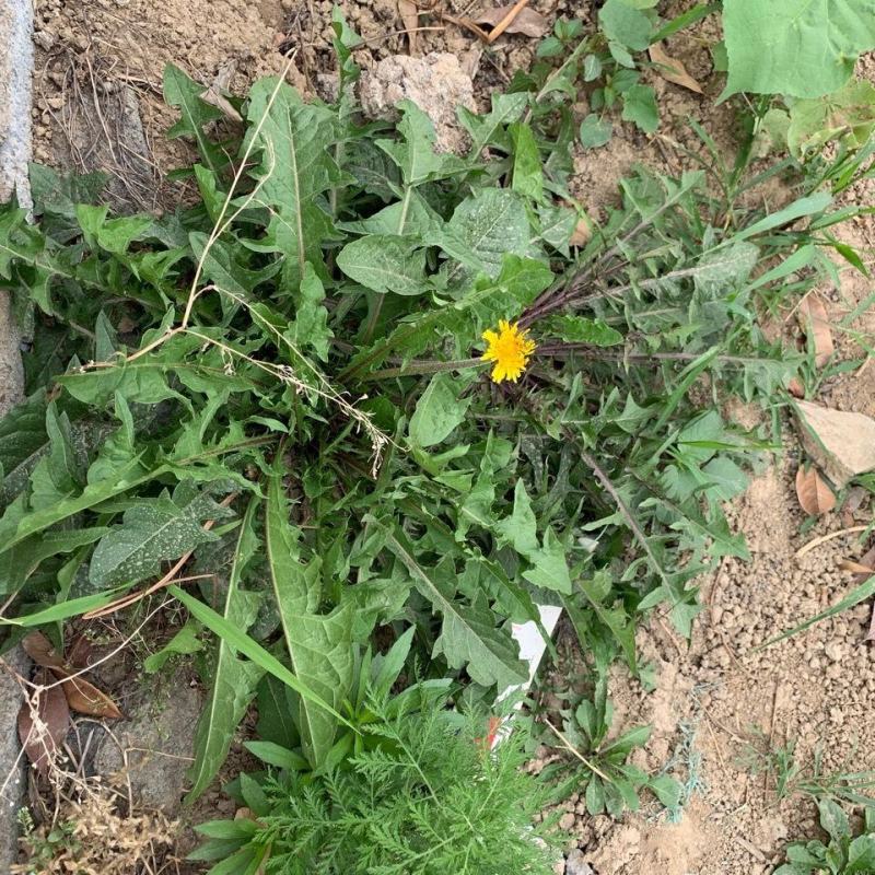 蒲公英新鲜现挖1/4整棵带根新鲜婆婆丁野菜黄花苗鲜黄花地