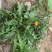 蒲公英新鲜现挖1/4整棵带根新鲜婆婆丁野菜黄花苗鲜黄花地