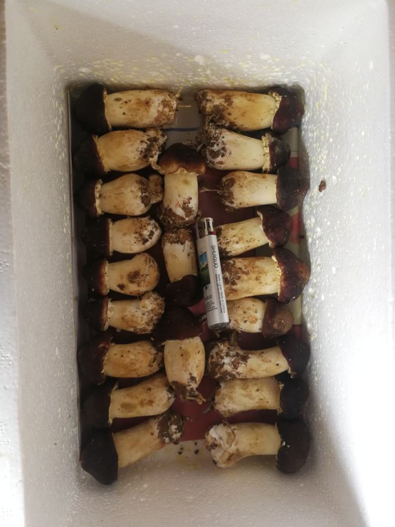 鲜货赤松茸