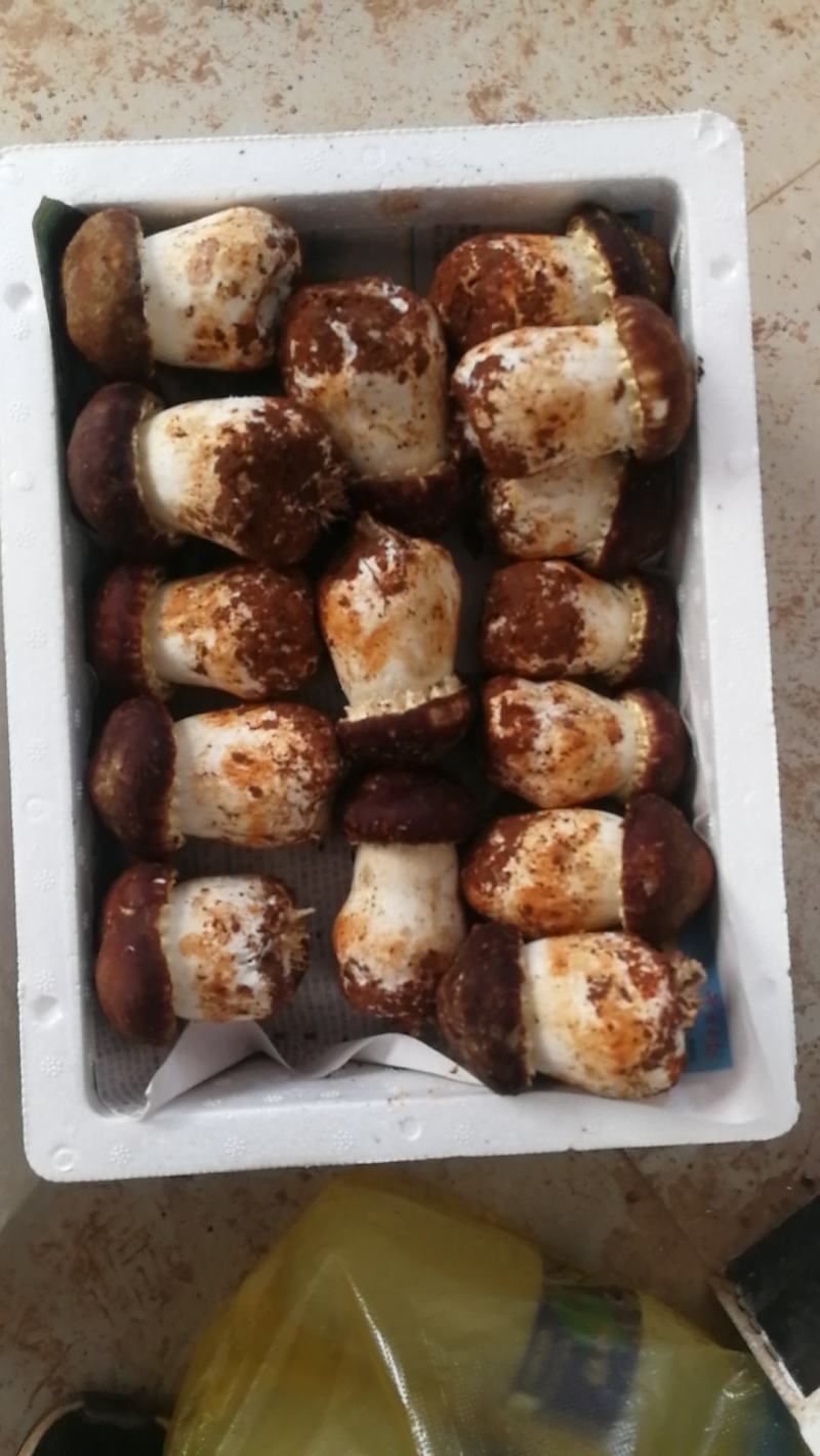鲜货赤松茸