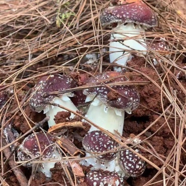鲜货赤松茸