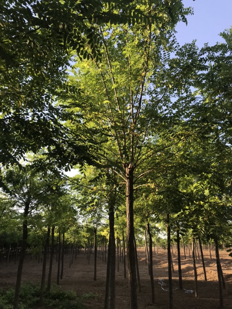 刺槐白花刺槐保定悦诚园林刺槐基地自产自销