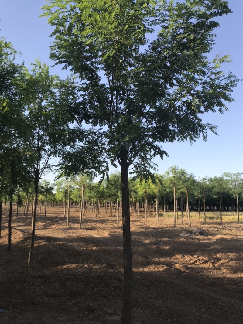 刺槐白花刺槐保定悦诚园林刺槐基地自产自销