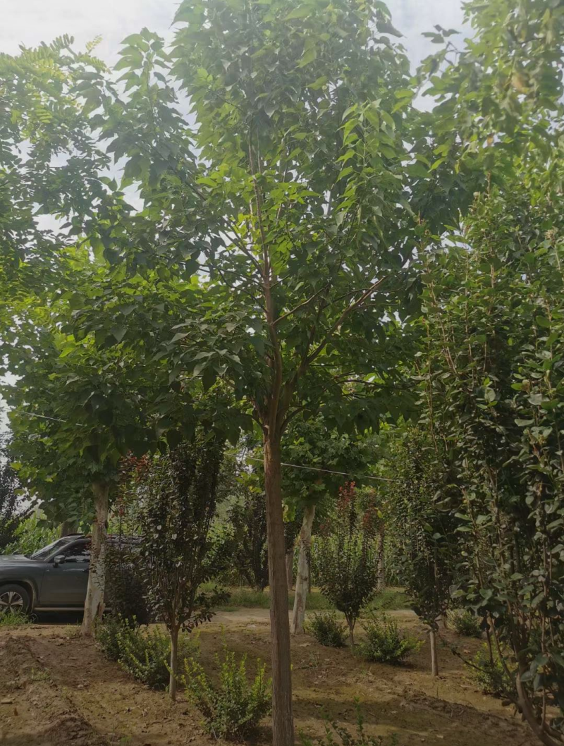 楸树3/4/6/7/8公分规格齐全大量出售自家苗圃精品苗