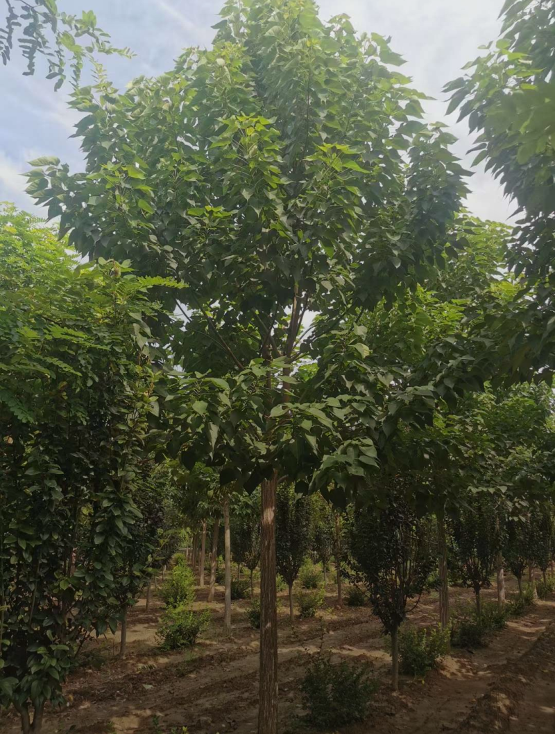 楸树3/4/6/7/8公分规格齐全大量出售自家苗圃精品苗