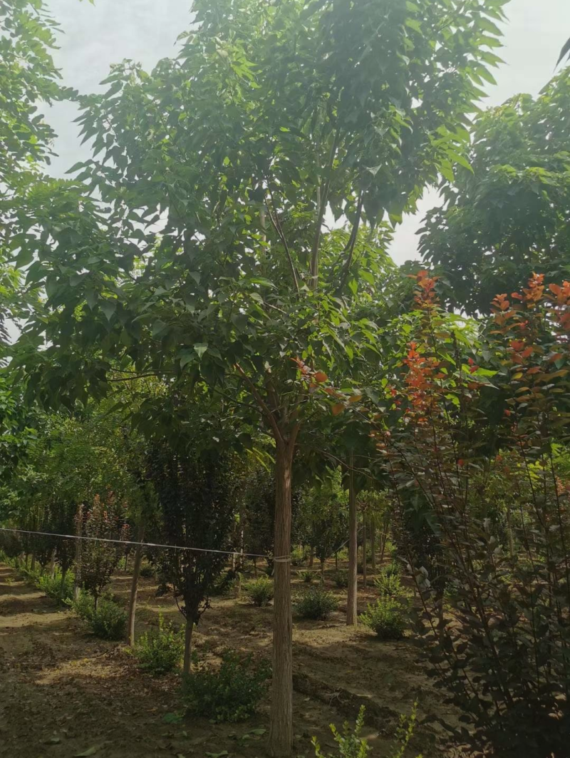 楸树3/4/6/7/8公分规格齐全大量出售自家苗圃精品苗