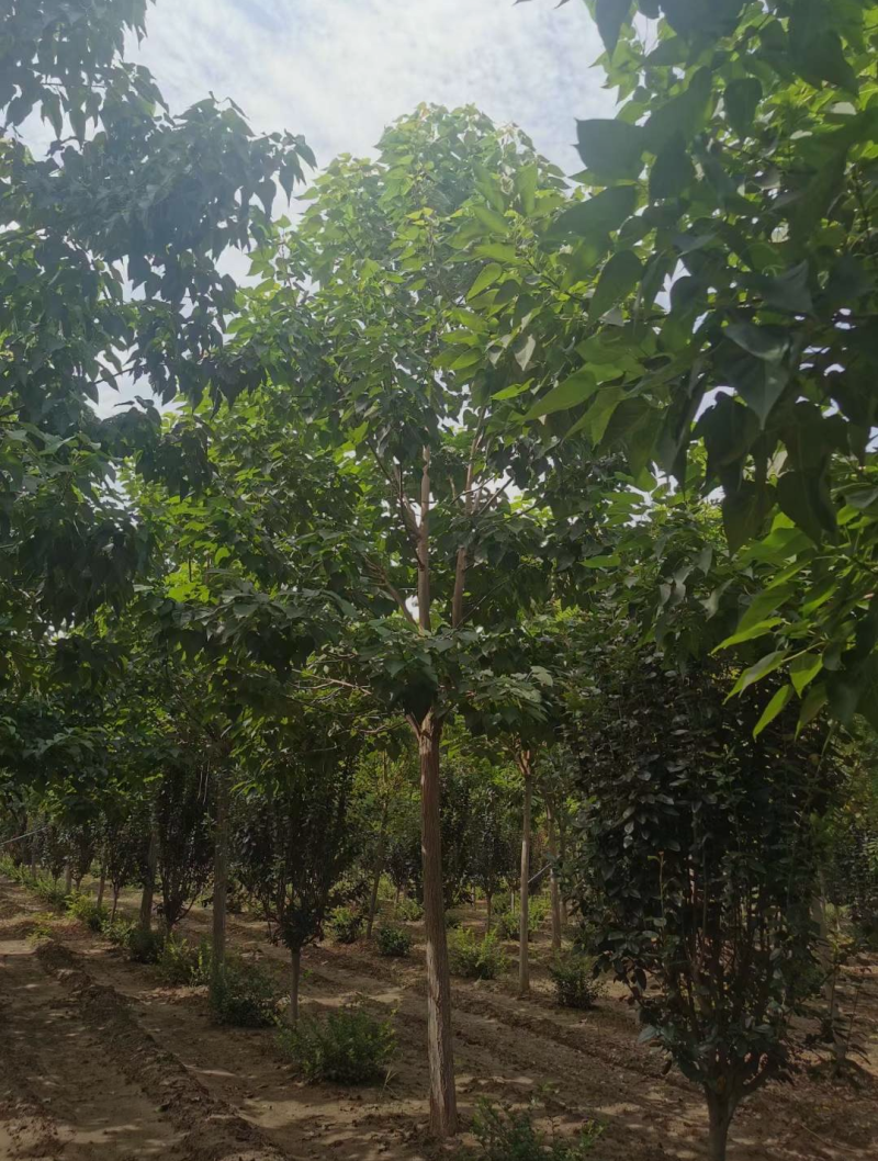 楸树3/4/6/7/8公分规格齐全大量出售自家苗圃精品苗