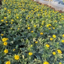 孔雀草，优质孔雀草基地，各种宿根植物草花，地被植物