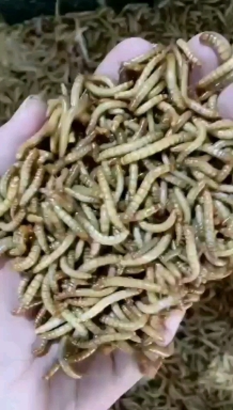 宜宾市珙县星耀黄粉虫养殖公司批发黄优质黄粉虫