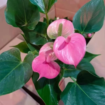 110#粉掌特价秒下单先询价，量大价优