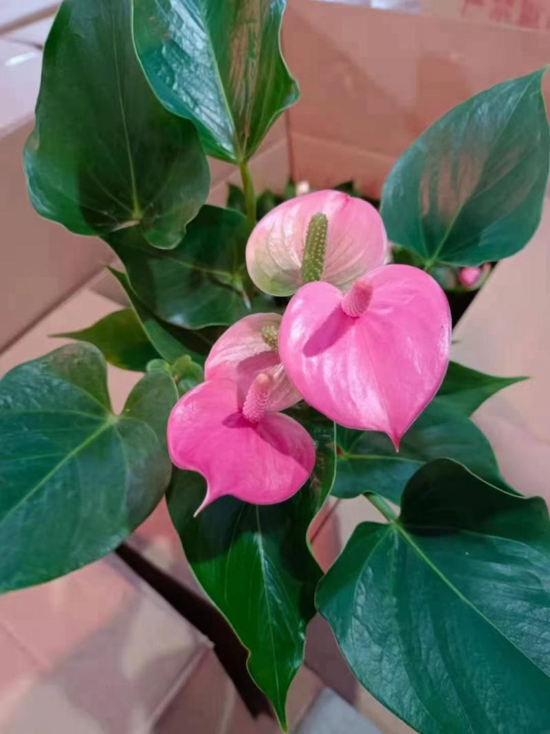 110#粉掌特价秒下单先询价，量大价优