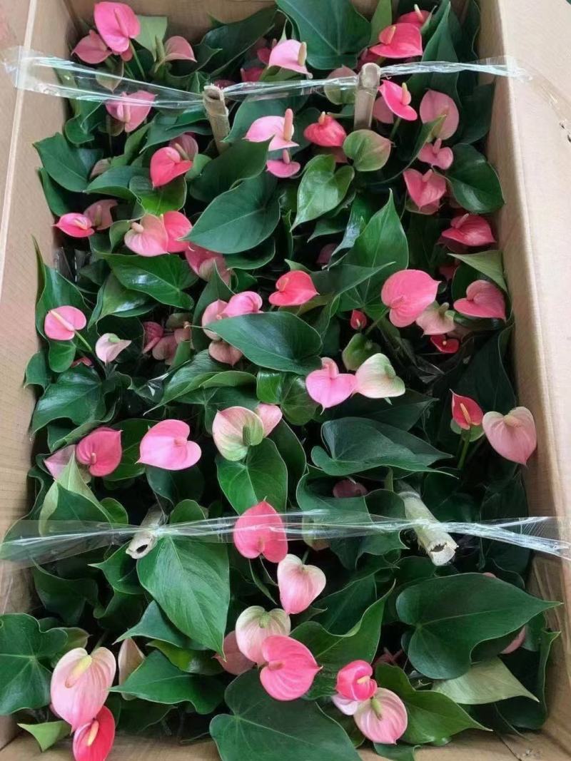 110#粉掌特价秒下单先询价，量大价优