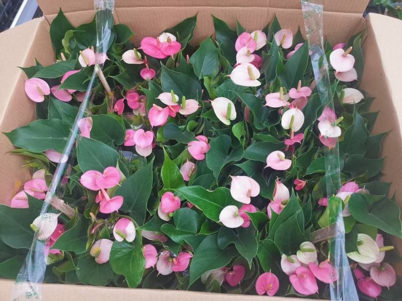 110#粉掌特价秒下单先询价，量大价优