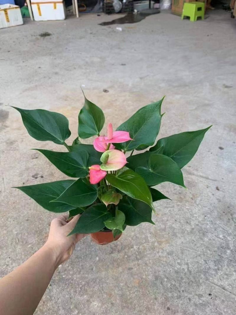 110#粉掌特价秒下单先询价，量大价优