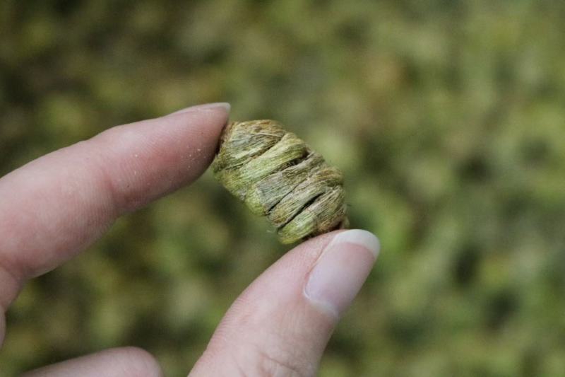 AA精选水草石斛中等品质足干货肉质整体紧实重手