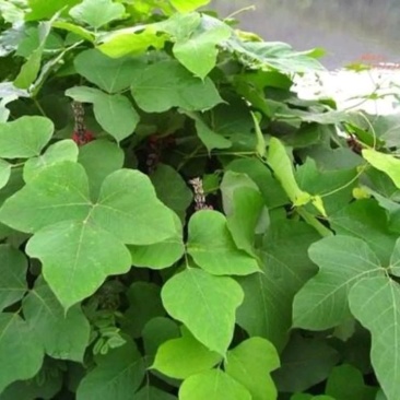 野生葛根，大量有货，有需要大货的老板来聊