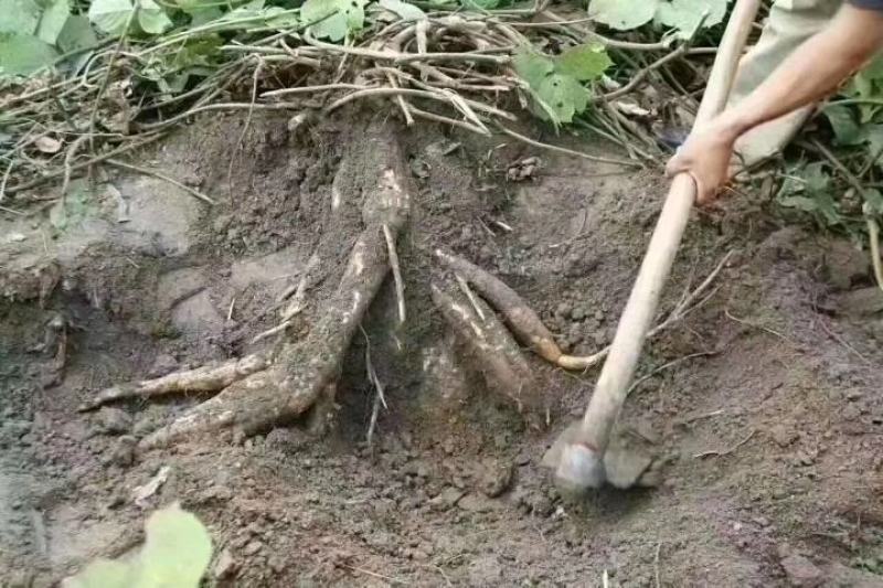 野生葛根，大量有货，有需要大货的老板来聊