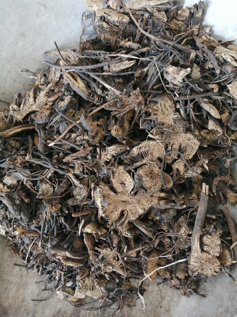 升麻内蒙中药材升麻经营各种规格中药材一公斤起批不包邮