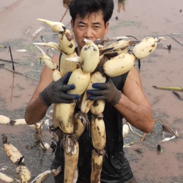 【水枪藕】莲藕鄂莲6号四川莲藕产地直供四季有货