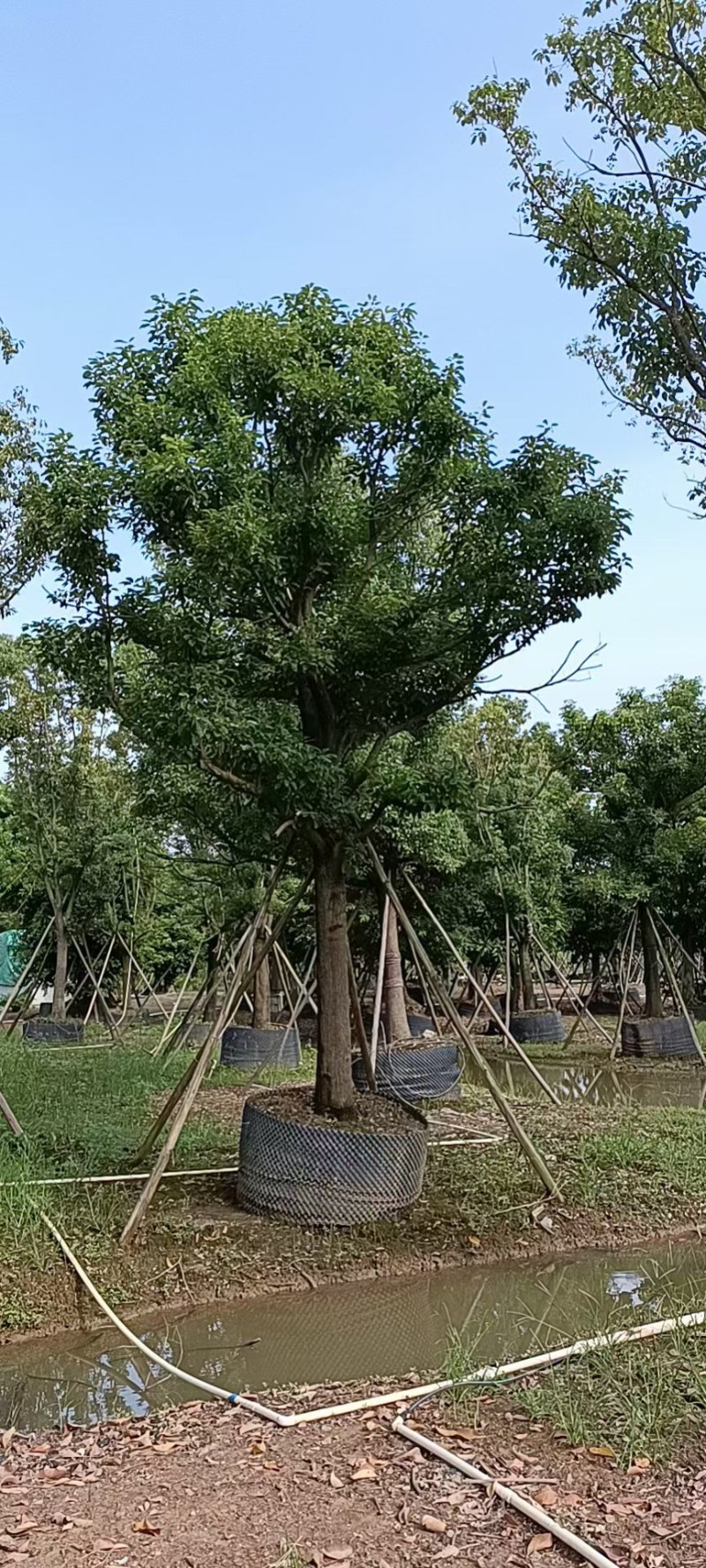 全冠香樟25-30公分