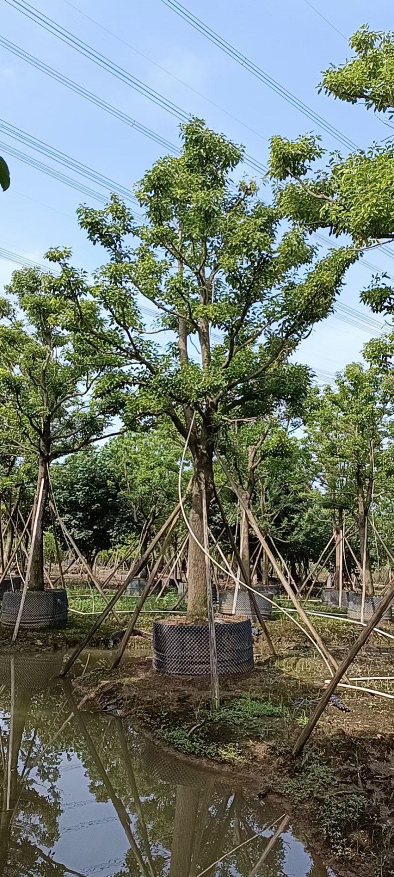 全冠香樟25-30公分