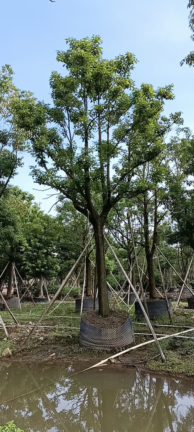 全冠香樟25-30公分