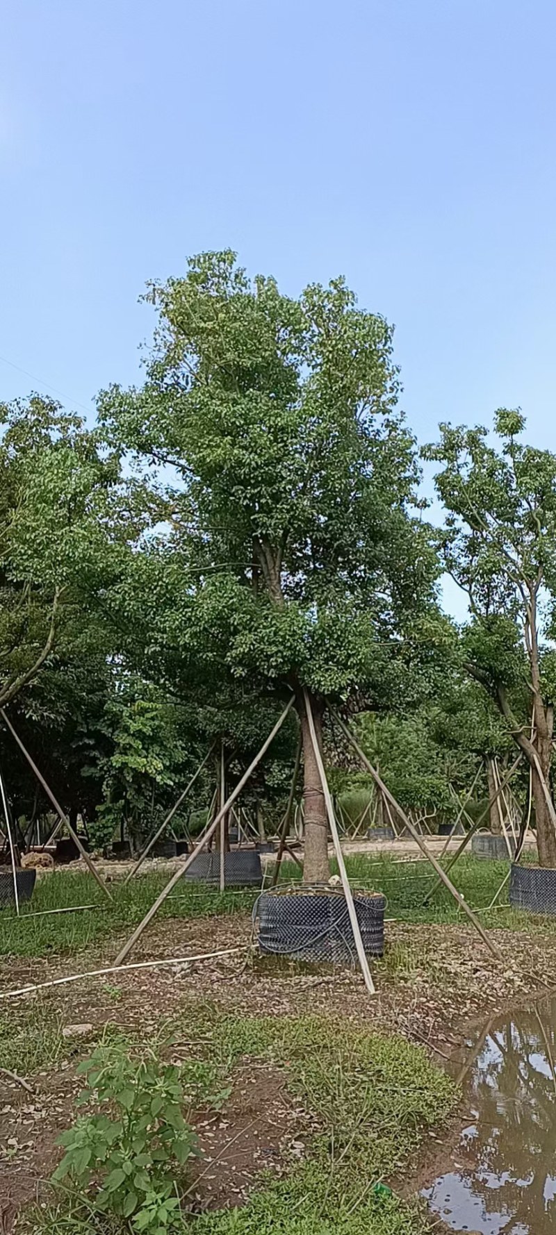 全冠香樟25-30公分