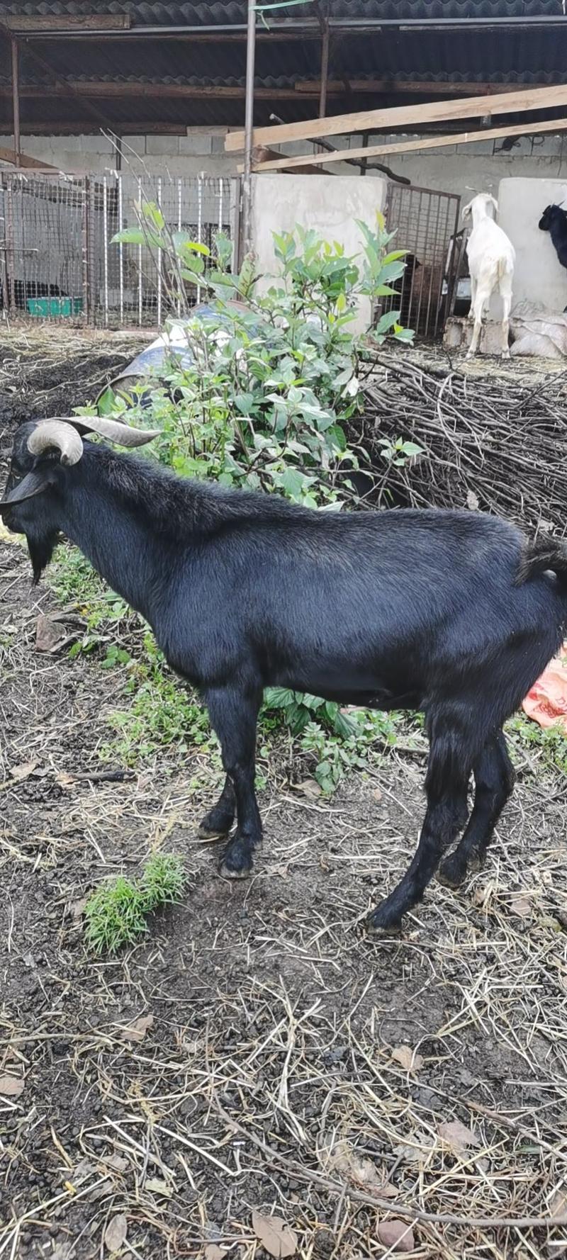 黑山羊，努比亚