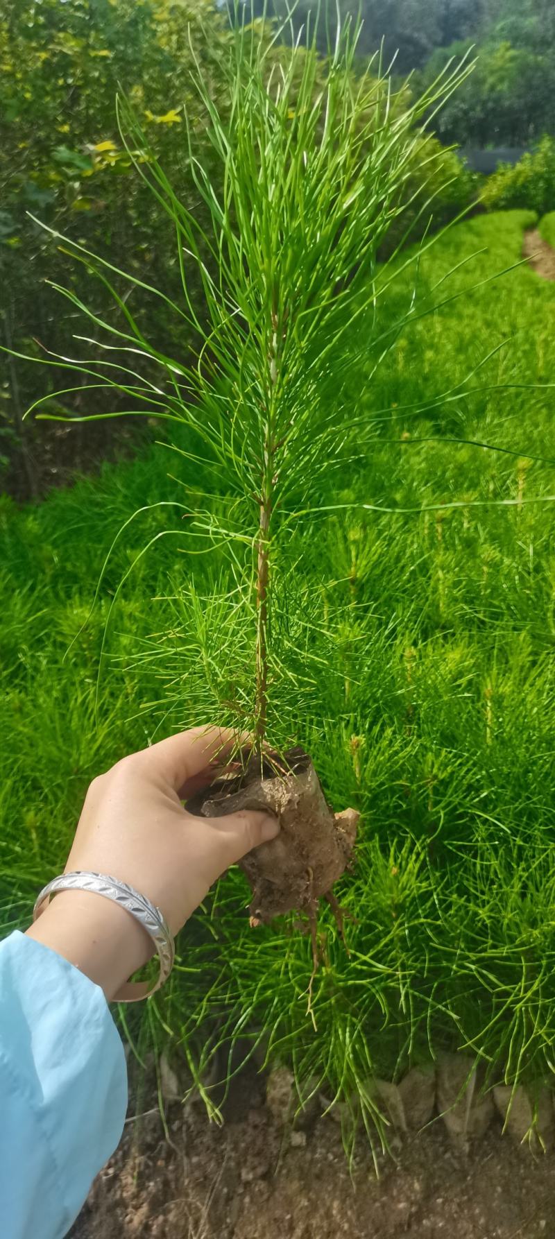 湿地松杯苗，无纺布小杯苗，湿地松造林苗大量供应