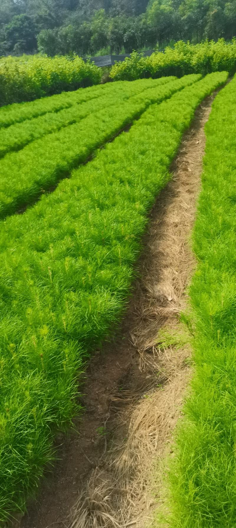 湿地松小苗，湿地松杯苗，2-3-4公分湿地松供应