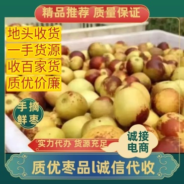 山东冬枣鲜枣半红枣脆甜手摘诚信代收一手货源产地代发