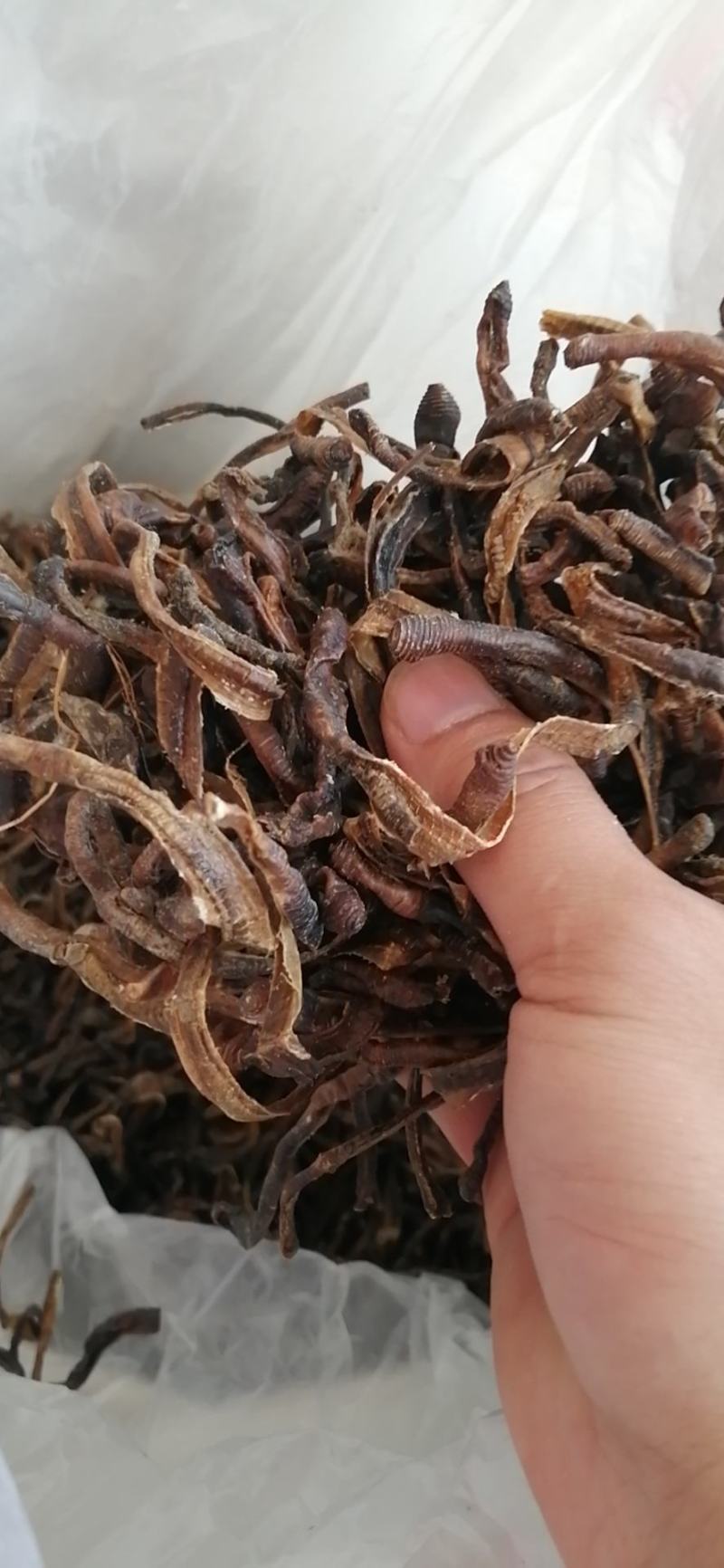 地龙中药材地龙全开半开整条各种规格中药材上海广西地