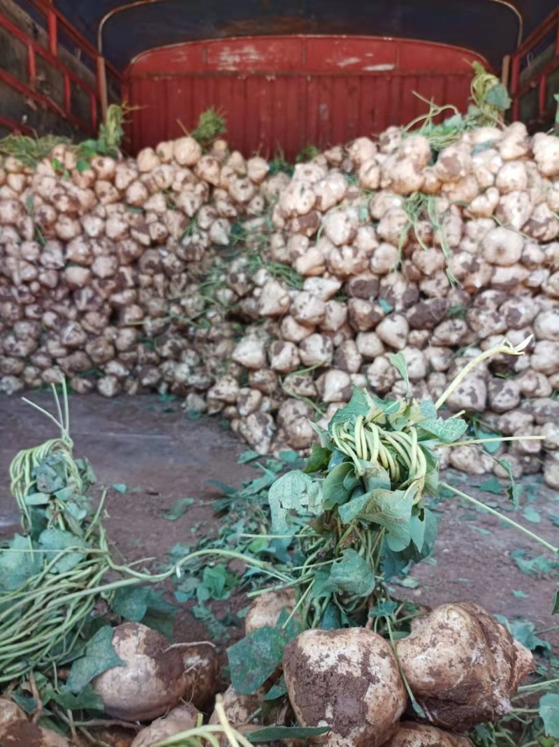 江西宜春凉薯豆薯口感好种植基地货量大欢迎致电