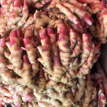 湖南精品仔姜，生姜，窖姜