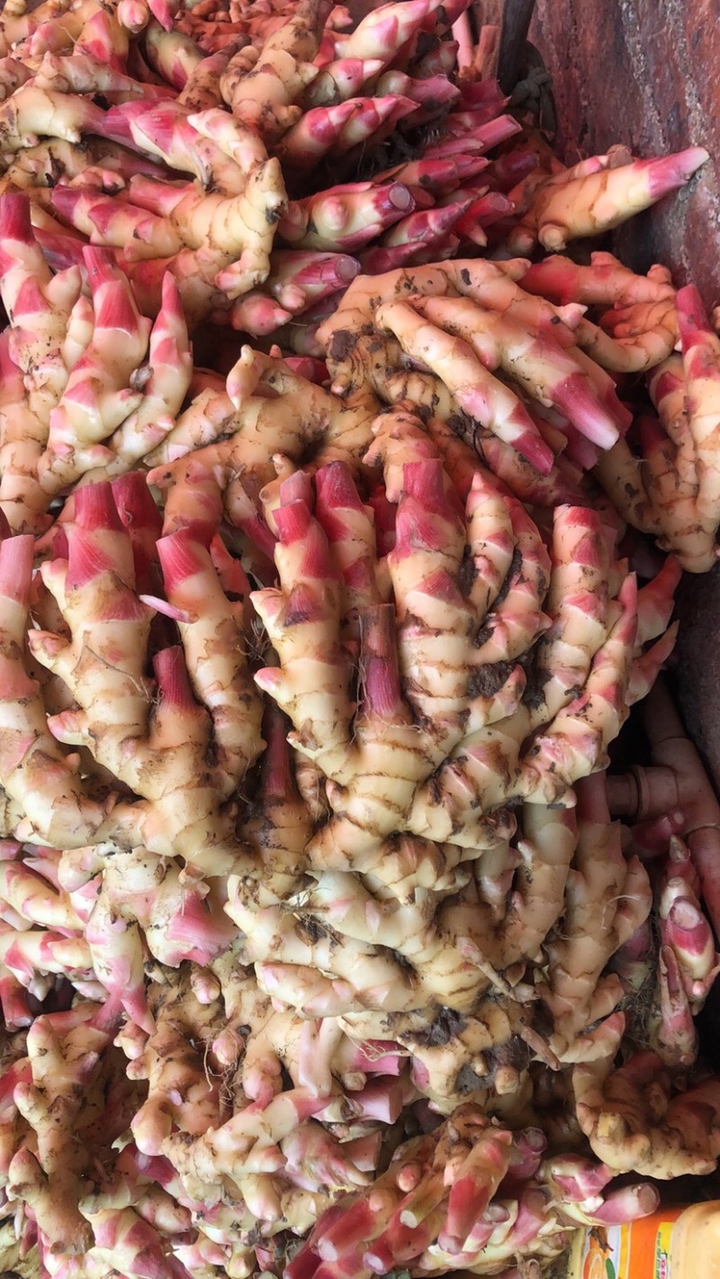 湖南精品仔姜，生姜，窖姜