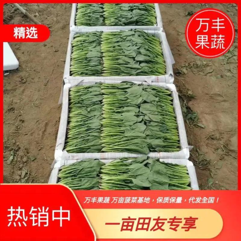 山东惠民菠菜万亩基地直供做工精细对接全国各大市场
