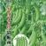 【台湾奇珍甜豌豆种子】结荚多抗性好商品价值高