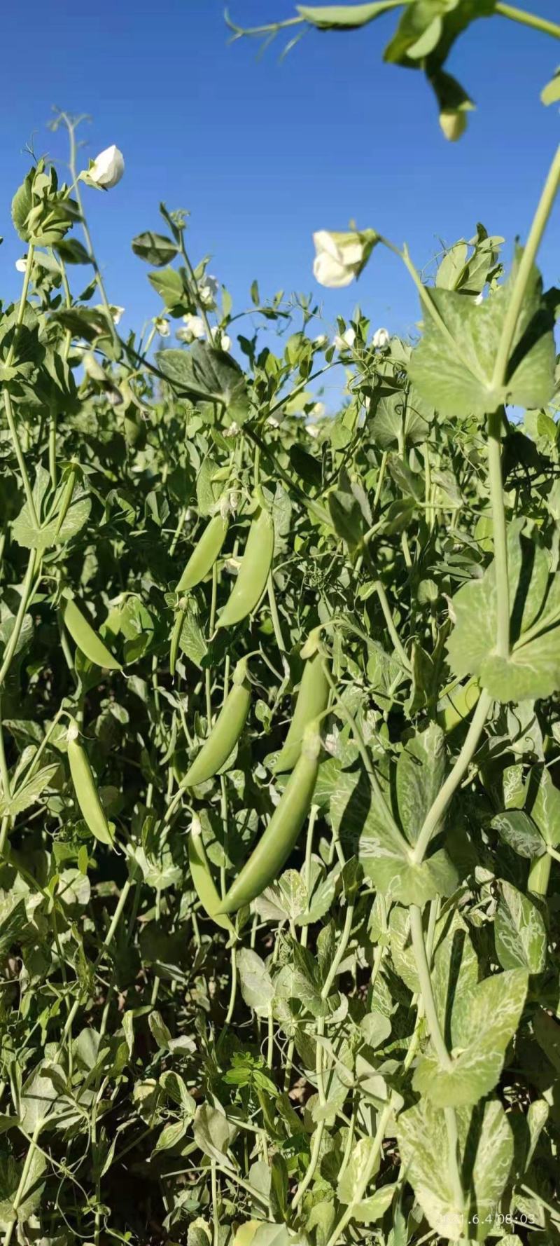 【台湾奇珍甜豌豆种子】结荚多抗性好商品价值高