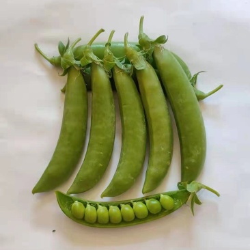【台湾奇珍甜豌豆种子】结荚多抗性好商品价值高